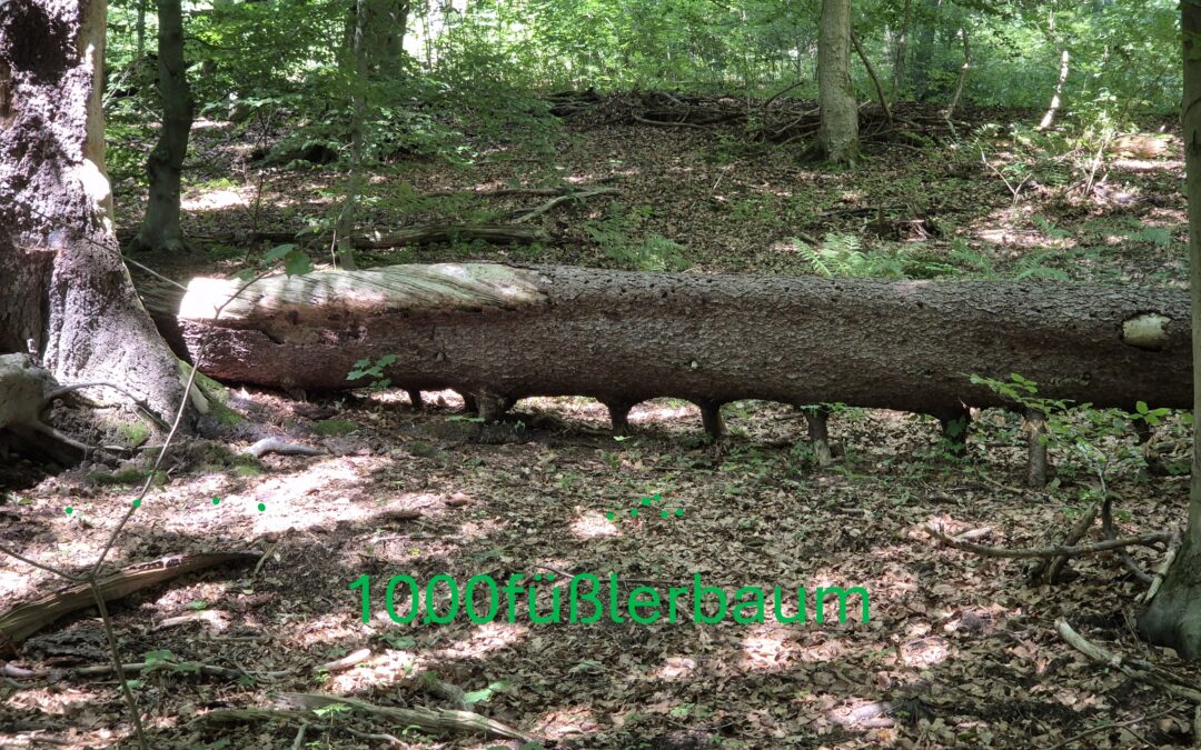 1000füßlerbaum