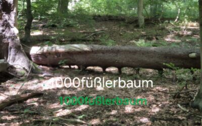 1000füßlerbaum