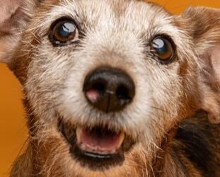 Neulich am Bahnhof – Auf den Hund gekommen