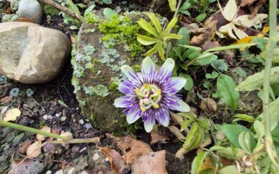 Unsere Passionsblume