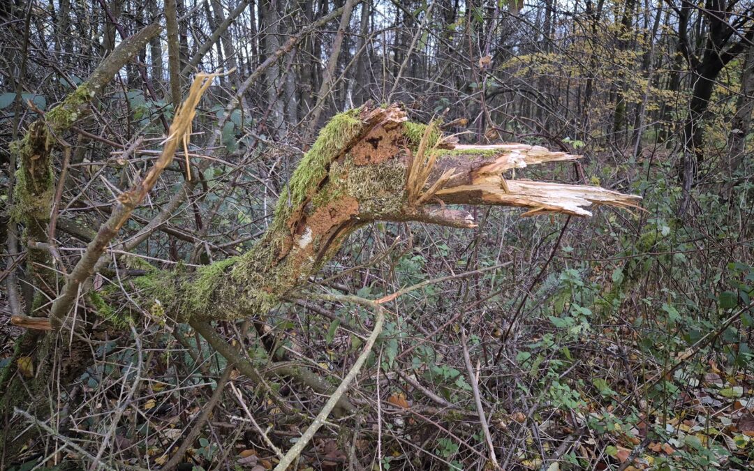 Achtung, Satire! Saurier-Alarm