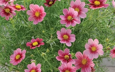 Das nennt man Wachstum