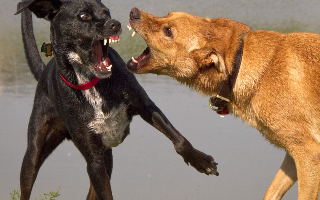 Hundekampf