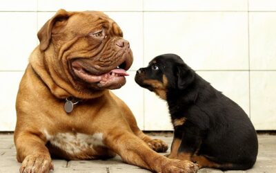 Lehrstunde für Hunde und Menschen