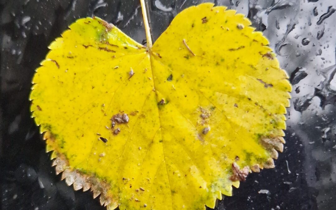 Ein Herz aus Gold